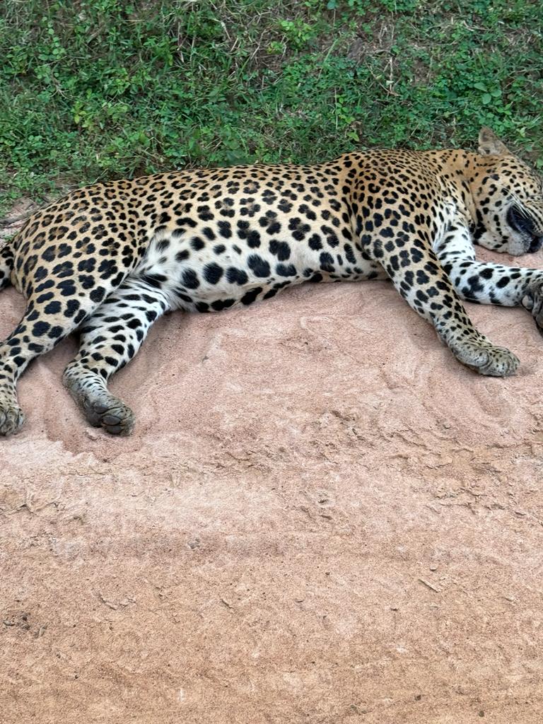Colombo taxi airport gallery image